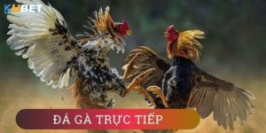 Đá gà trực tiếp tại Kubet - Trò chơi giải trí hấp dẫn không nên bỏ qua