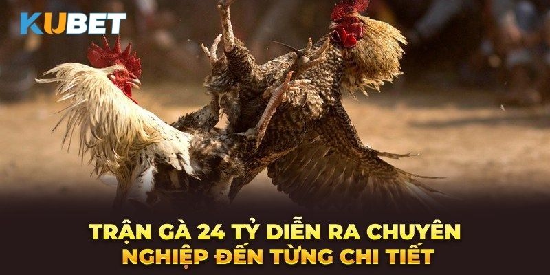 Những điều cần biết trước khi tham gia trận đá gà 24 tỷ